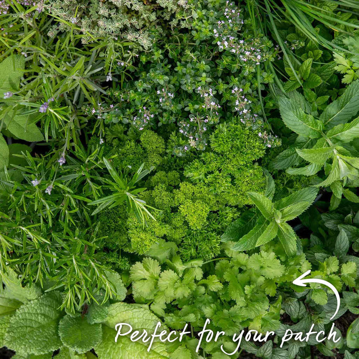 Coriander Plant
