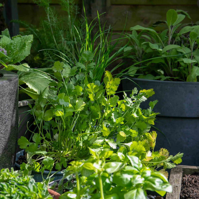 Coriander Plant