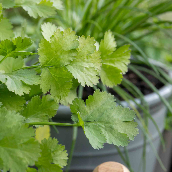 Coriander Plant