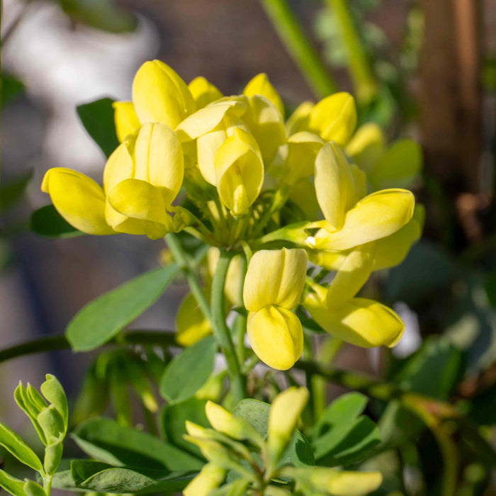 Coronilla 'Glauca Citrina'