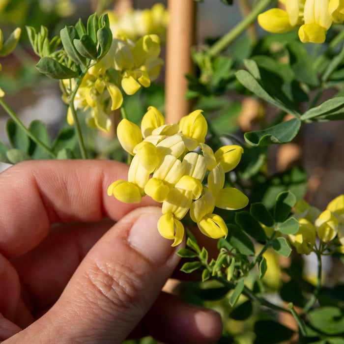 Coronilla 'Glauca Citrina'