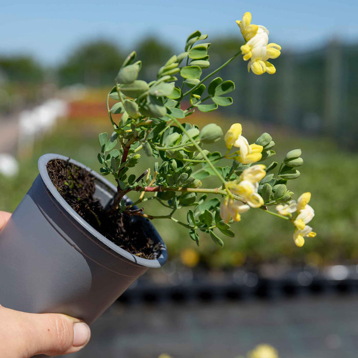 Coronilla 'Glauca Citrina'