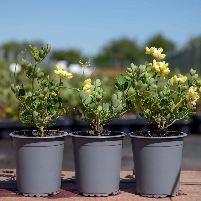 Coronilla 'Glauca Citrina'