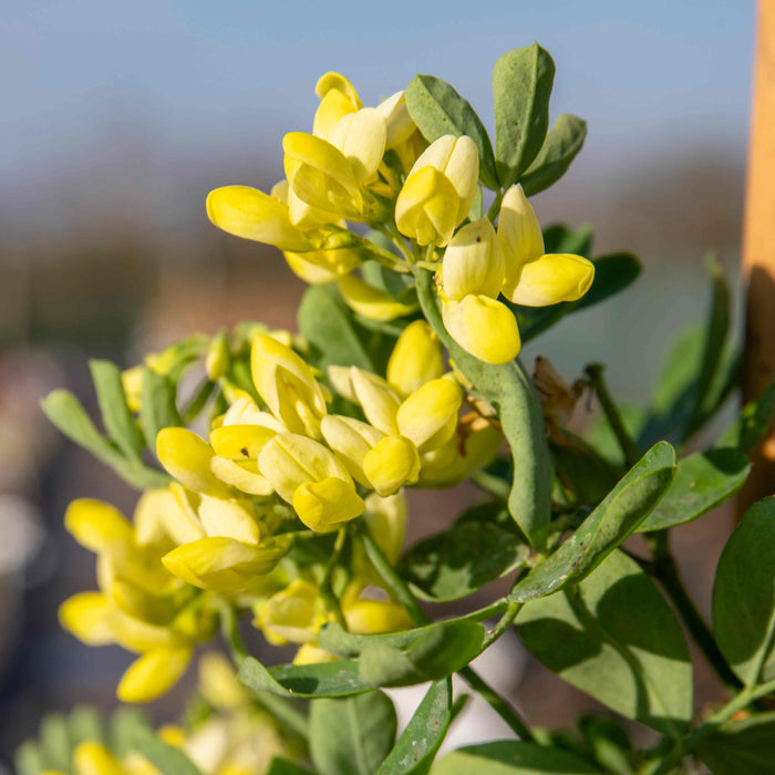 Coronilla 'Glauca Citrina'