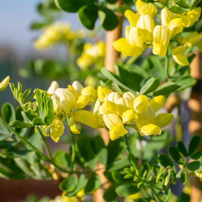 Coronilla 'Glauca Citrina'