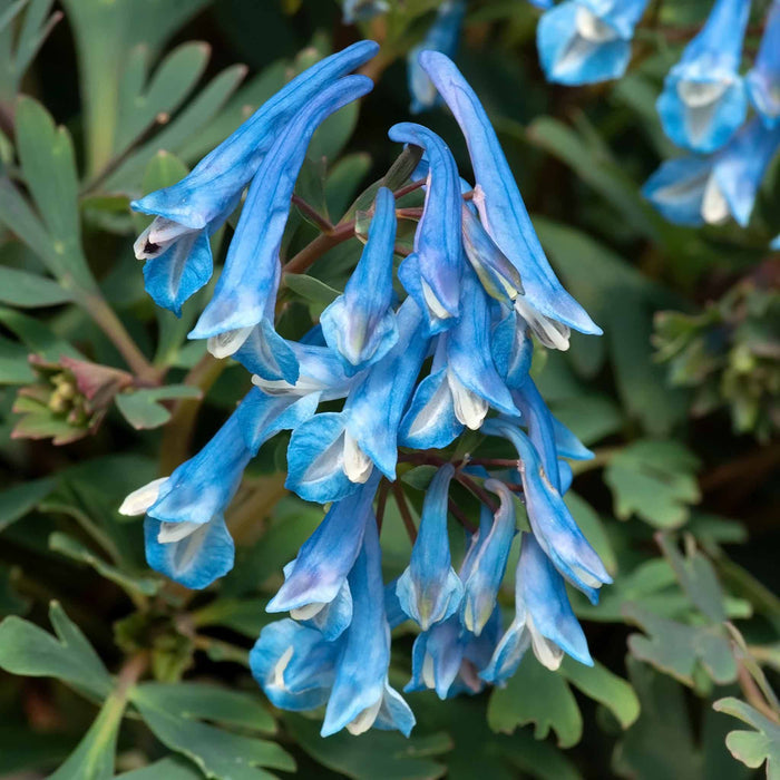 Corydalis 'Blue Heron'