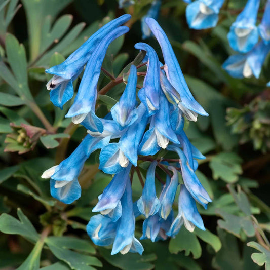 Corydalis 'Blue Heron'