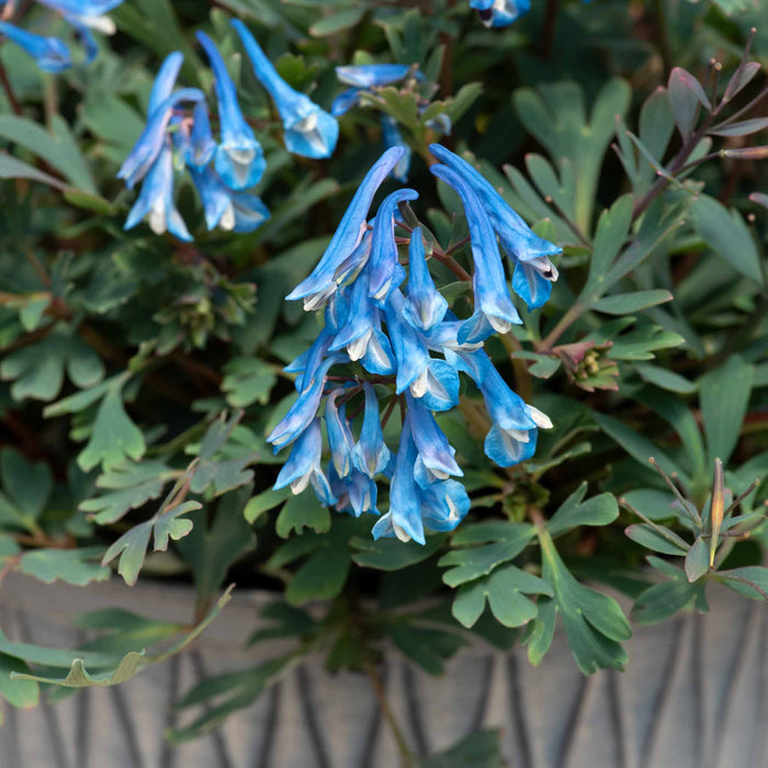 Corydalis 'Blue Heron'
