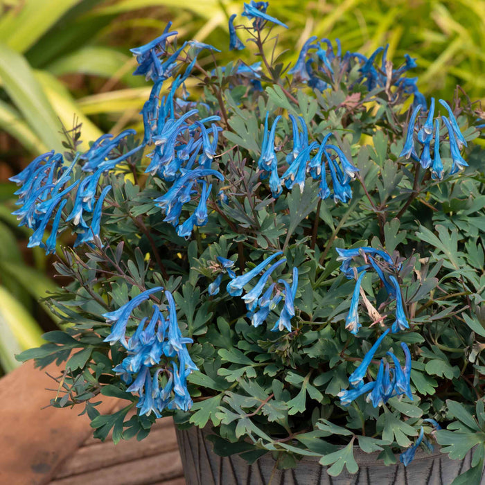Corydalis 'Blue Heron'