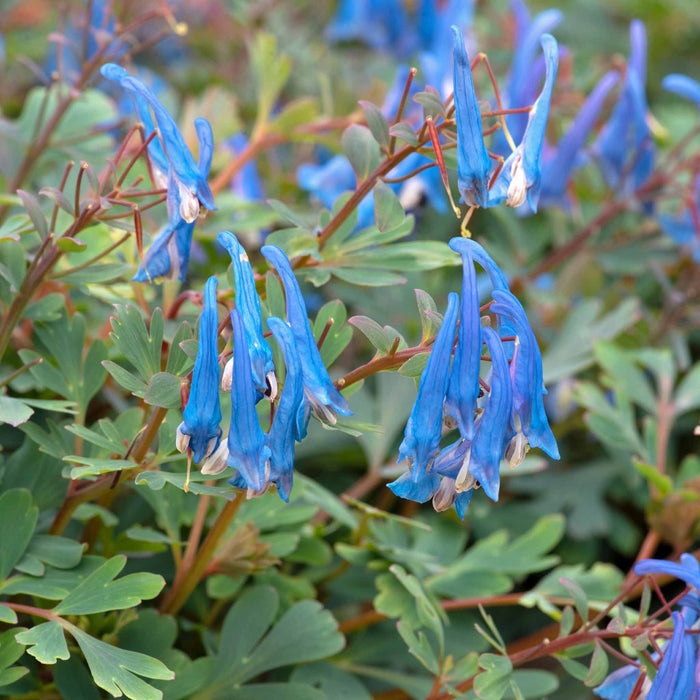 Corydalis 'Blue Heron'