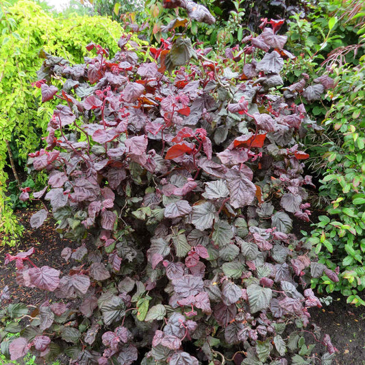 Corylus Avellana 'Red Majestic'