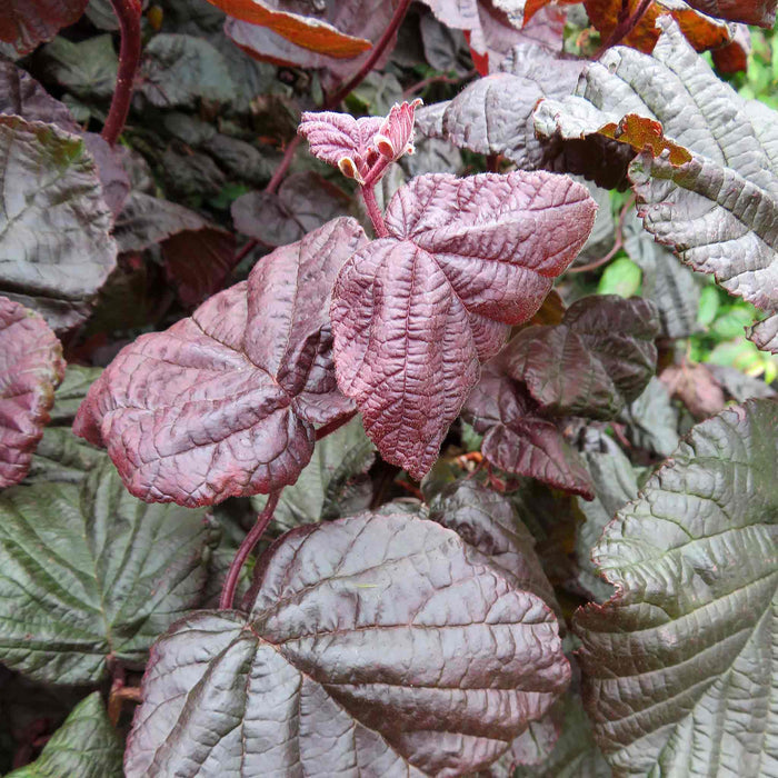 Corylus Avellana 'Red Majestic'