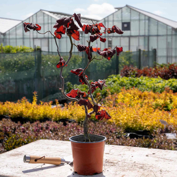 Corylus Avellana 'Red Majestic'