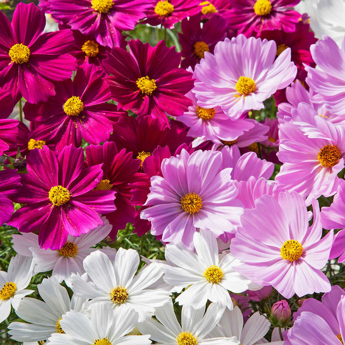 Cosmos 'Apollo Mixed'