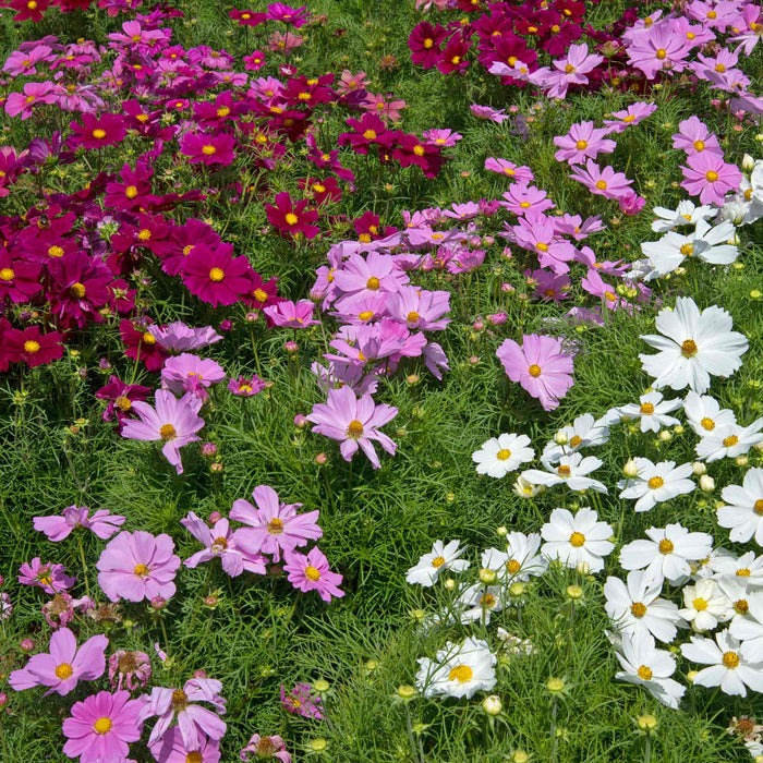 Cosmos 'Apollo Mixed'