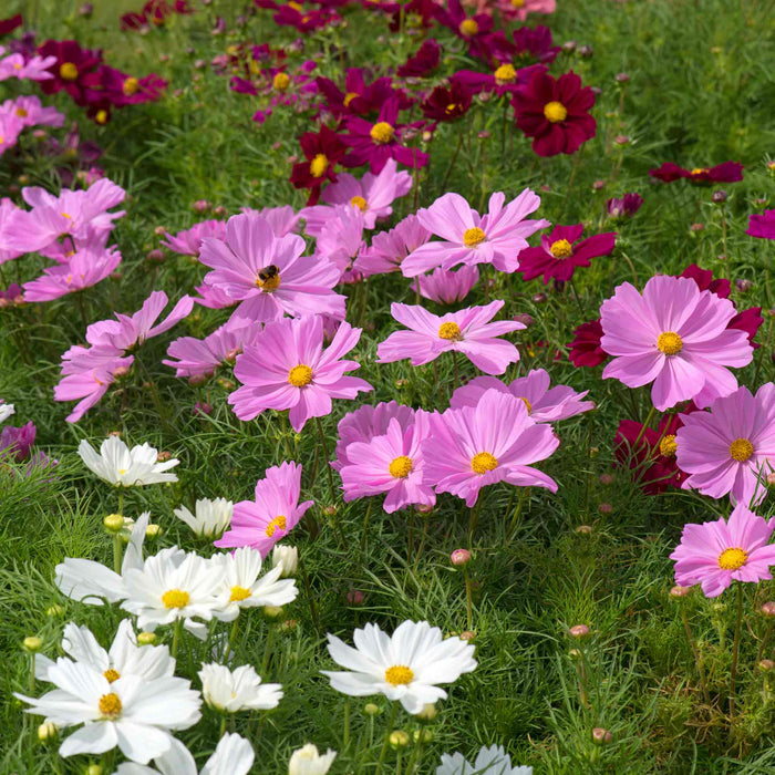 Cosmos 'Apollo Mixed'