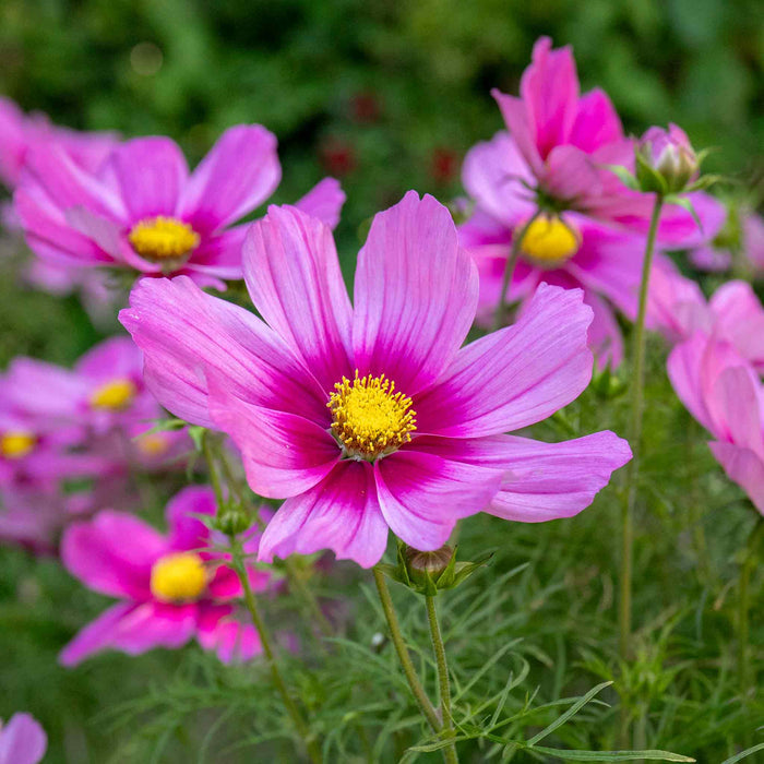 Cosmos 'Apollo Rose with Eye'
