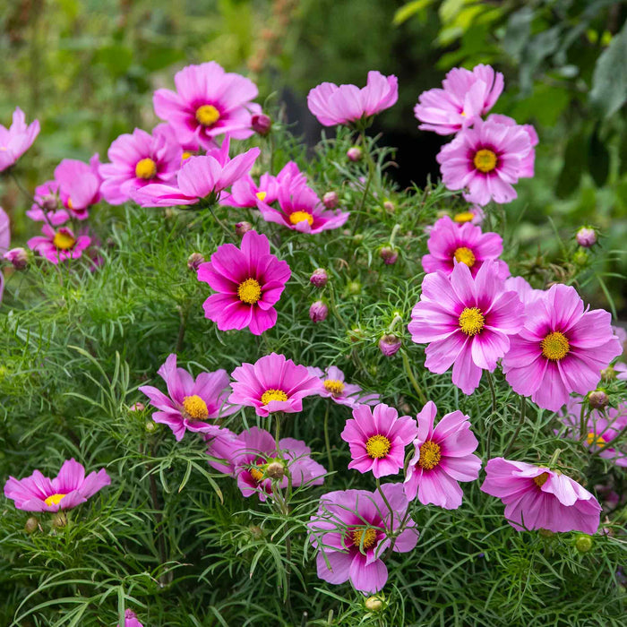 Cosmos 'Apollo Rose with Eye'