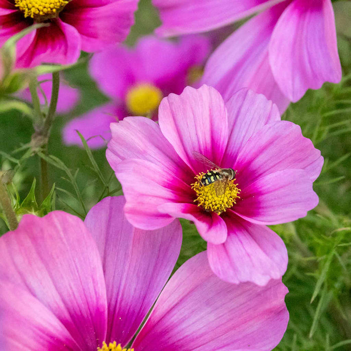 Cosmos 'Apollo Rose with Eye'