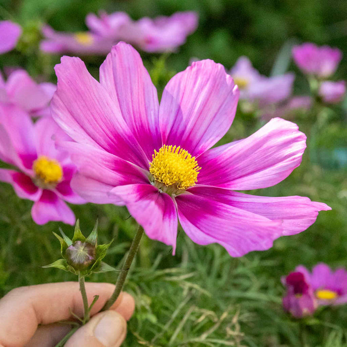 Cosmos 'Apollo Rose with Eye'