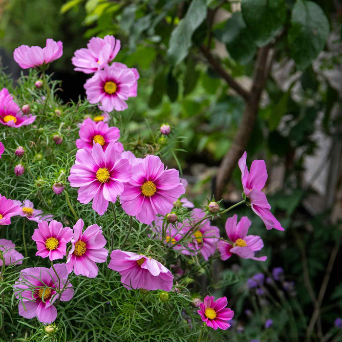Cosmos 'Apollo Rose with Eye'