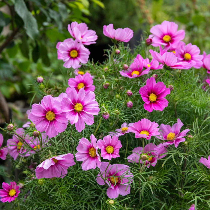 Cosmos 'Apollo Rose with Eye'