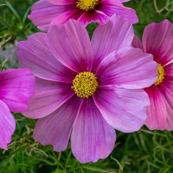 Cosmos 'Apollo Rose with Eye'