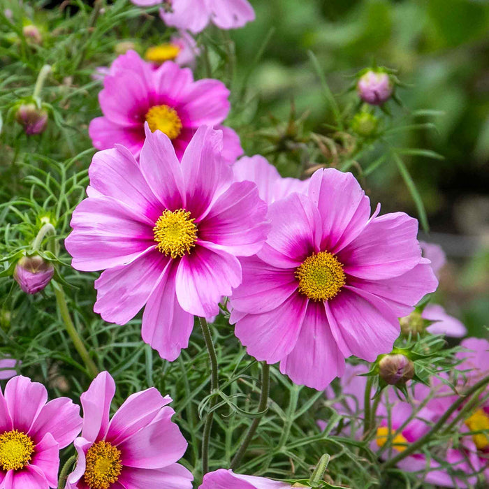 Cosmos 'Apollo Rose with Eye'
