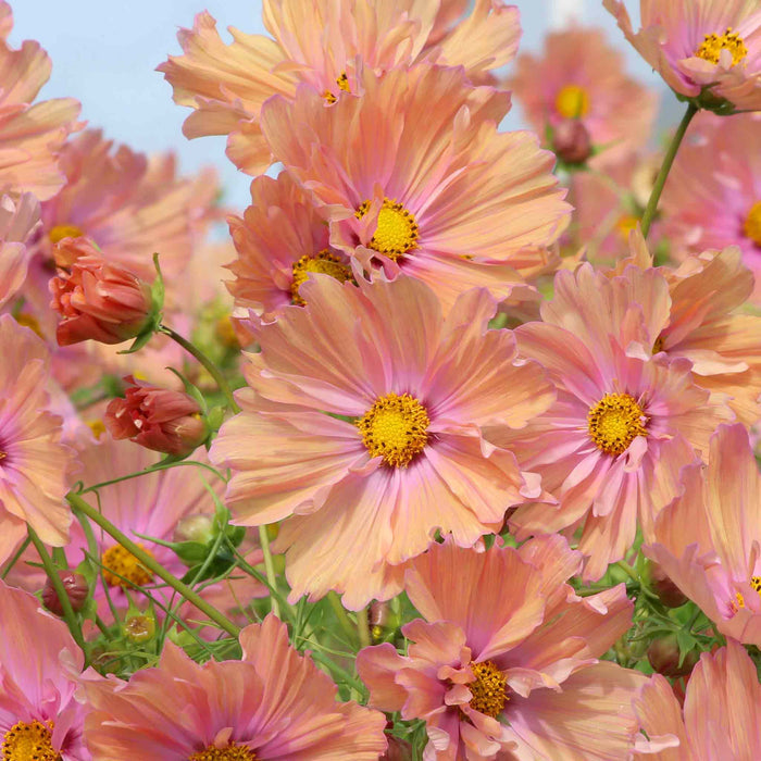 Cosmos 'Apricotta'