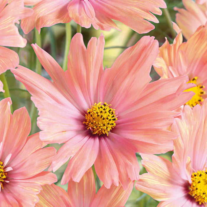 Cosmos 'Apricotta'