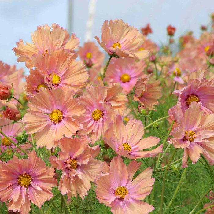 Cosmos 'Apricotta'