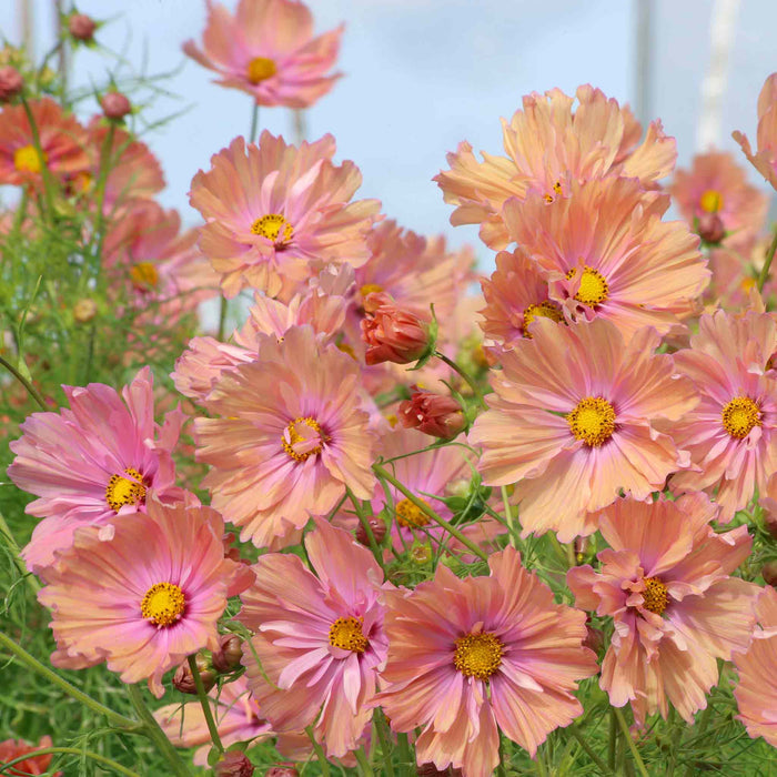 Cosmos 'Apricotta'