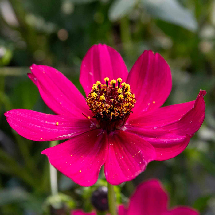 Cosmos 'Cherry Chocolate'