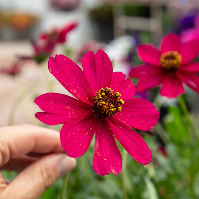Cosmos 'Cherry Chocolate'