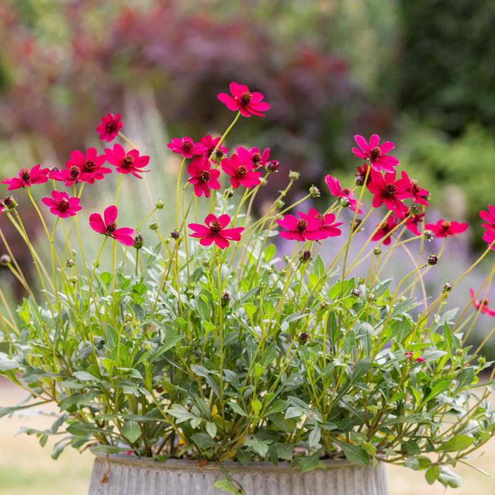 Cosmos 'Cherry Chocolate'