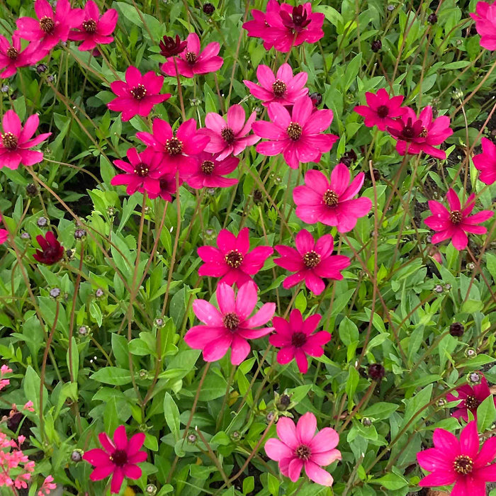 Cosmos 'Cherry Chocolate'