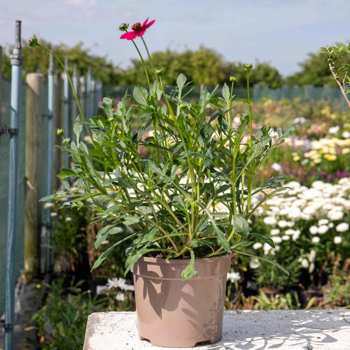 Cosmos 'Cherry Chocolate'