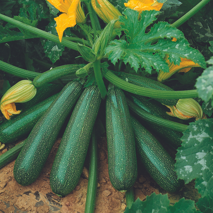 Courgette 'Ambassador'