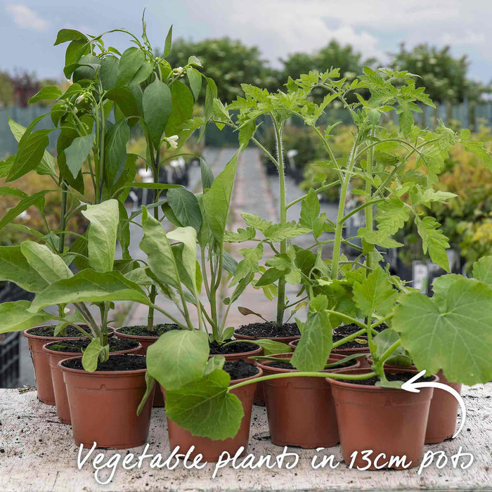 Courgette 'Ambassador'