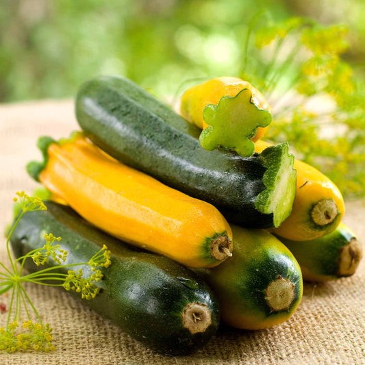 Courgette Mediterranean Duo
