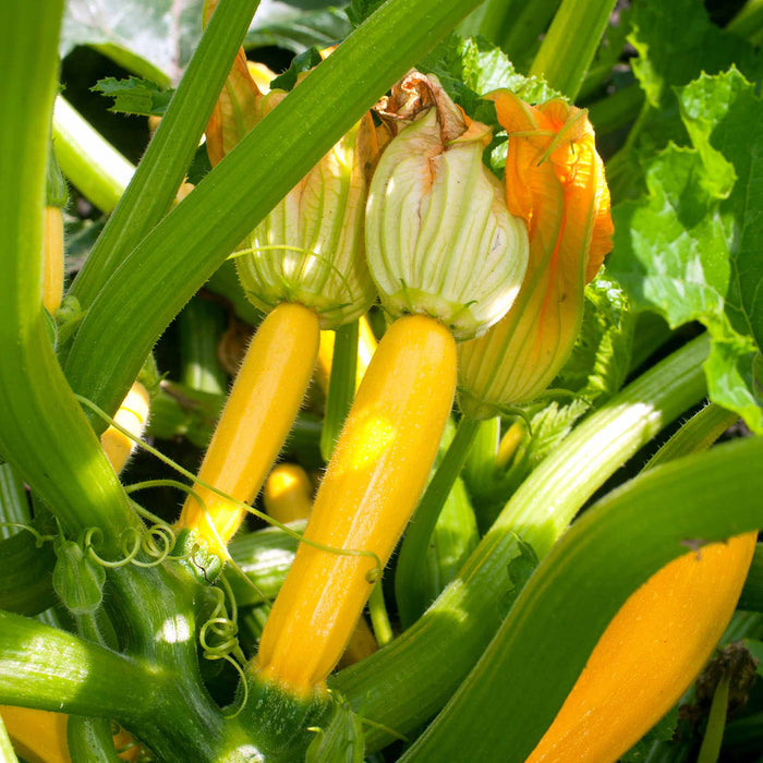 Courgette Mediterranean Duo