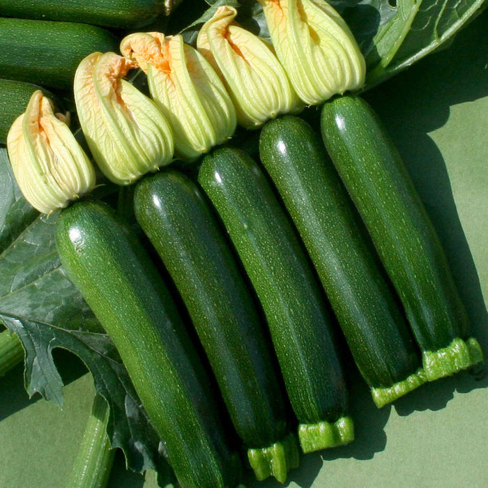 Courgette Mediterranean Duo