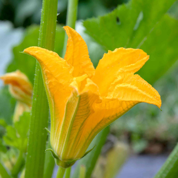 Courgette 'Royal Flush'
