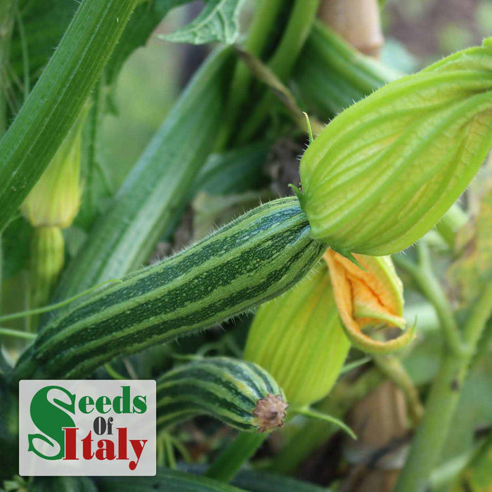 Courgette 'Striato'