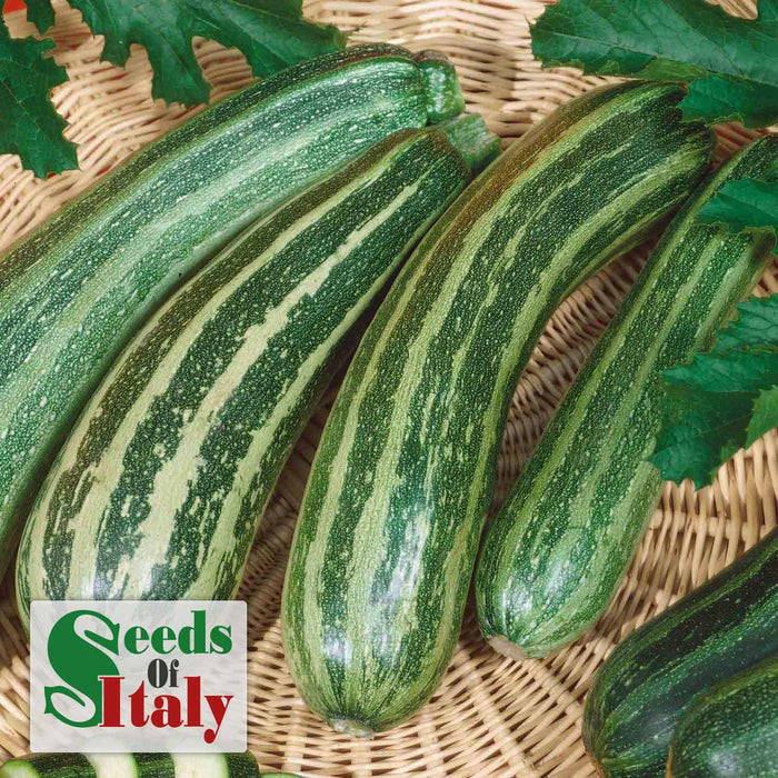Courgette 'Striato'