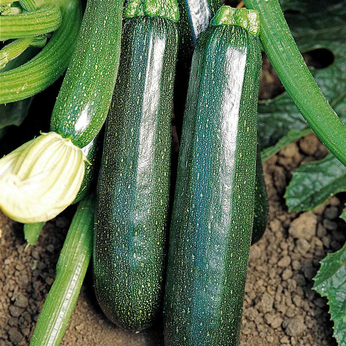 Green zucchinis growing on a vine with soil and leaves in the background