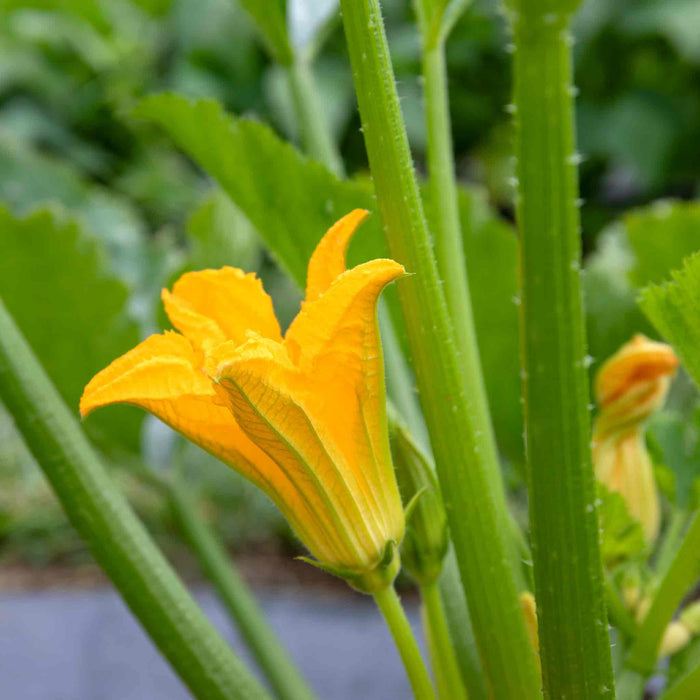 Courgette 'Sure Thing'