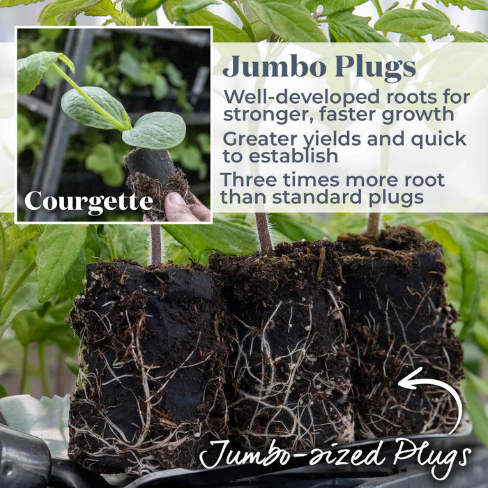 Courgette 'Sure Thing'