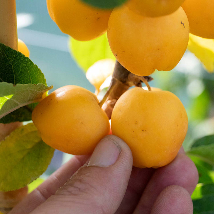 Close-up of golden-yellow crab apple fruits on a tree with a person's hand picking the fruit for scale showing the small size of crab apples.