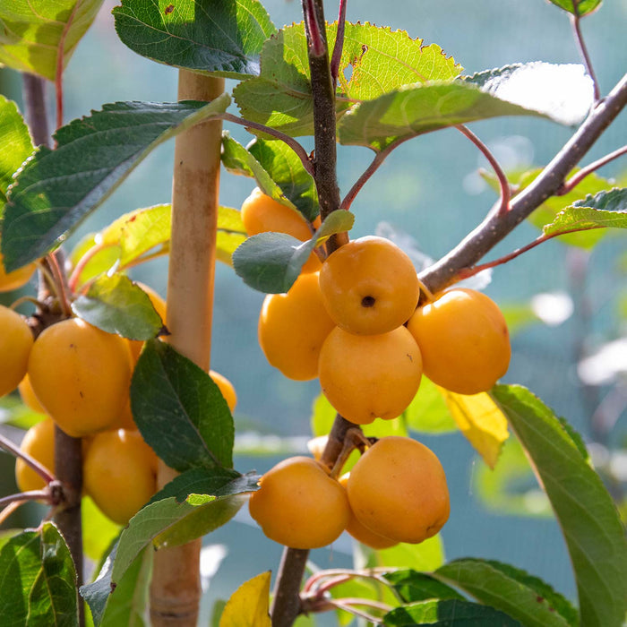 Golden yellow crab apple 'Golden Hornet' growing in clusters on young trees with green leaves.